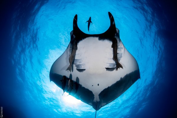 Giant Oceanic Manta Ray