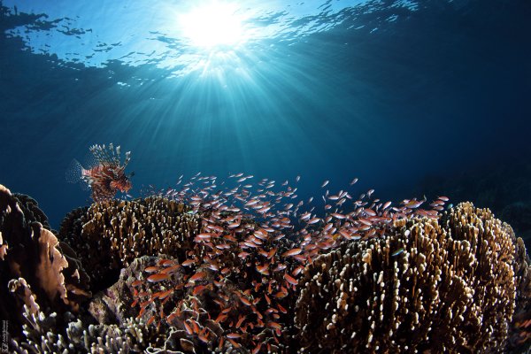Lionfish on the hunt