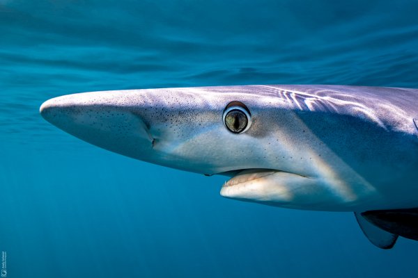 Blue Shark