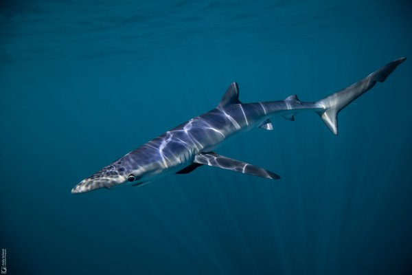Blue Shark