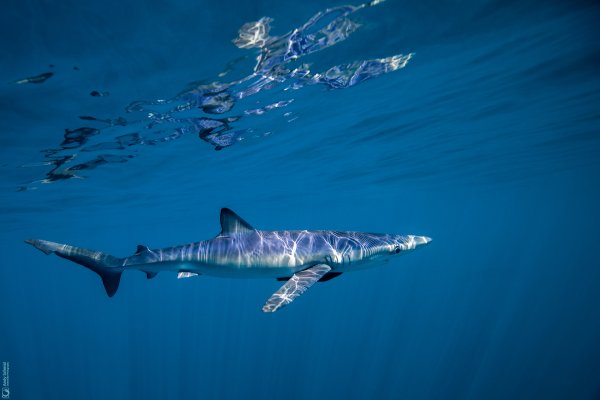 Blue Shark