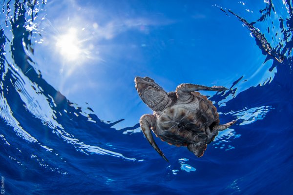 Loggerhead Sea Turtle