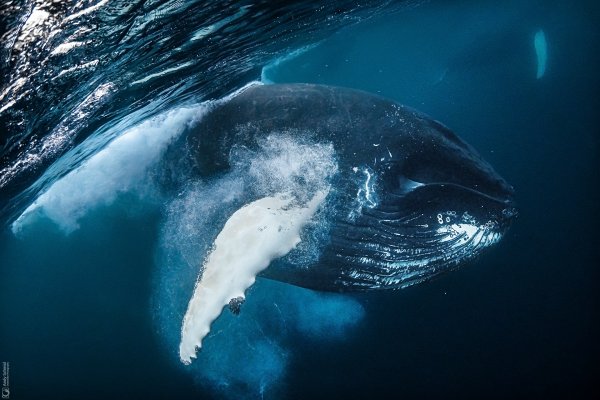 Humpback Whale