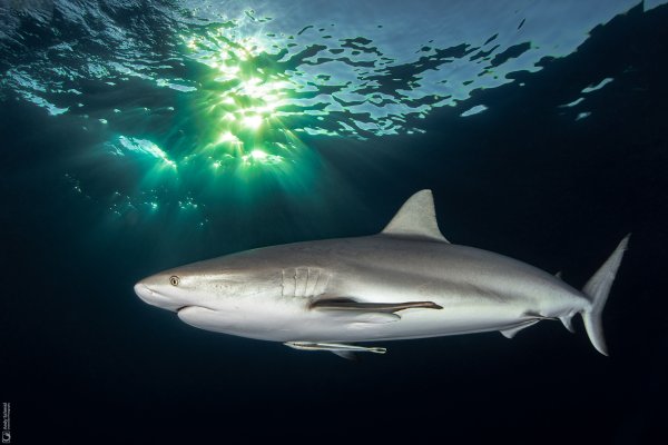 Caribbean Reef Shark