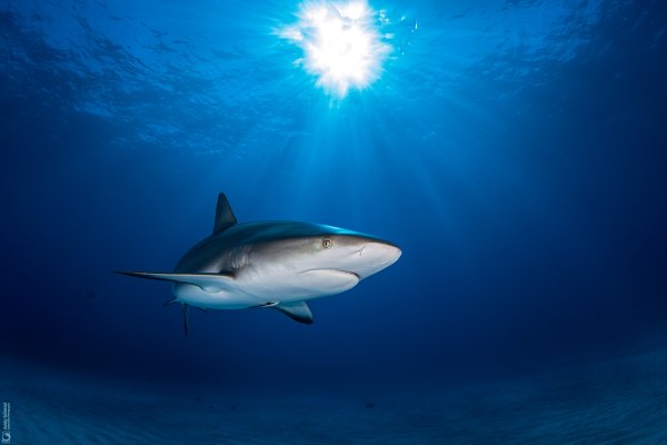 Caribbean Reef Shark