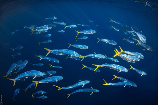Mahi-Mahis