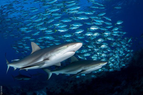 Caribbean Reef Sharks
