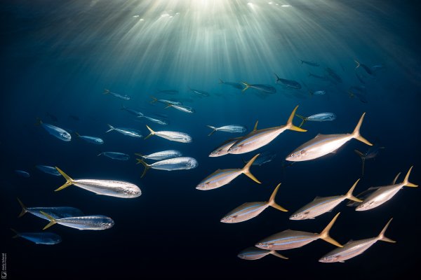 Mahi-Mahis & Rainbow Runners