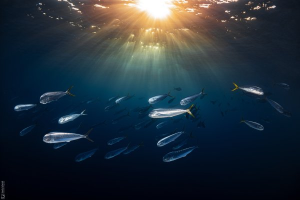 Mahi-Mahis
