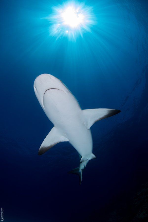 Caribbean Reef Shark