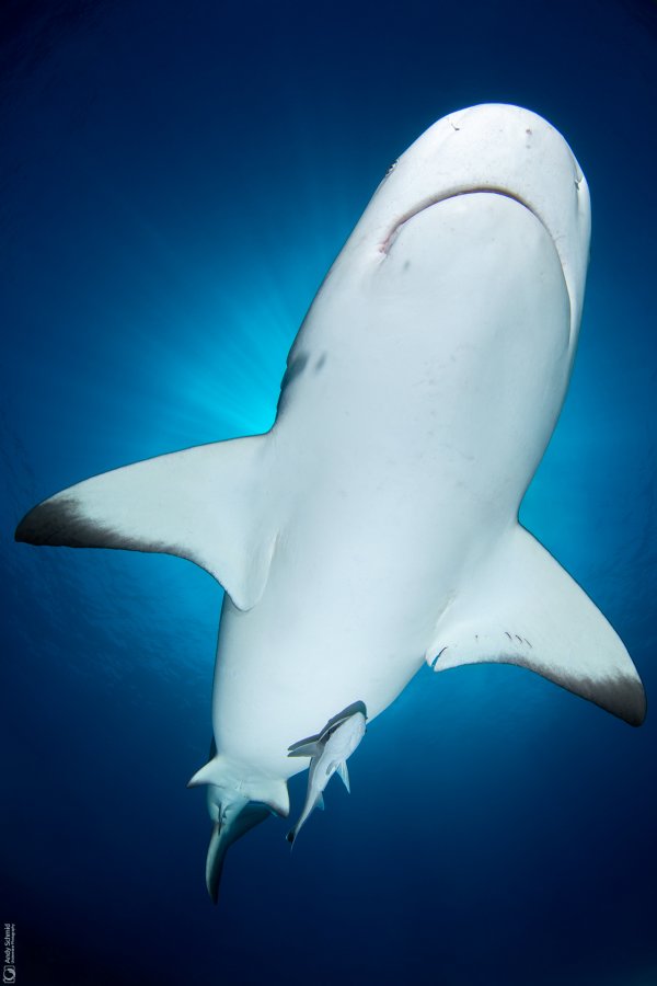 Caribbean Reef Shark