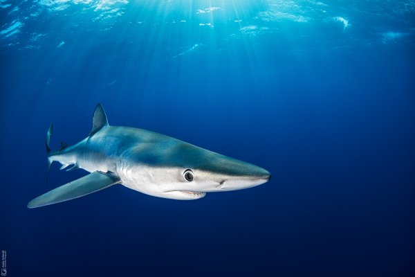 Blue Shark