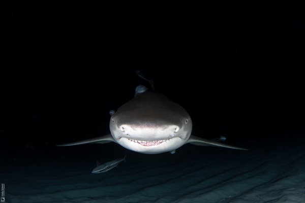 Lemon Shark