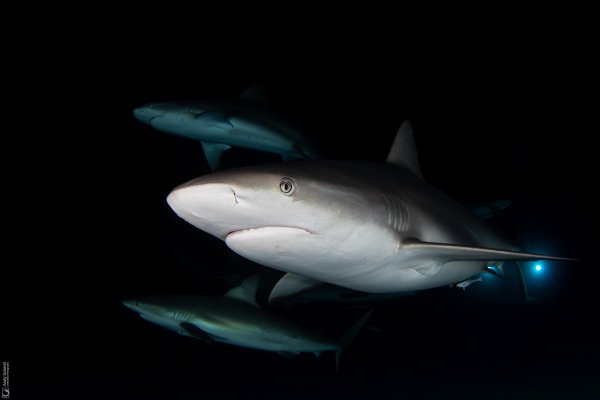 Caribbean Reef Sharks