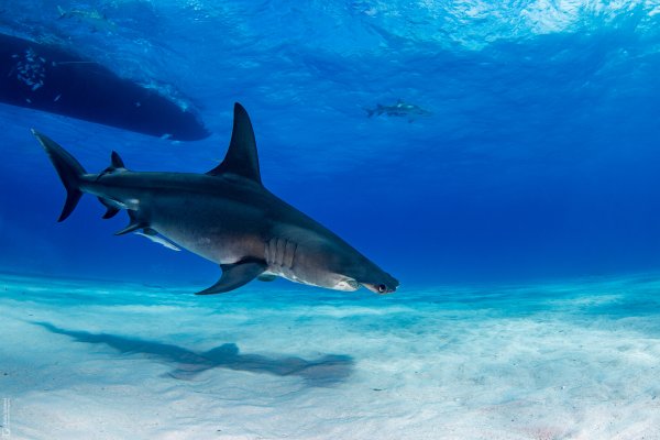 Great Hammerhead Shark