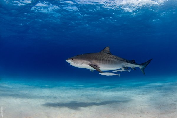 Tiger Shark
