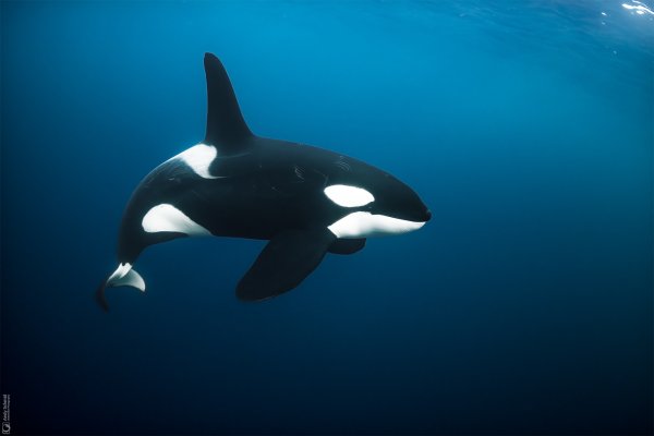 Orca