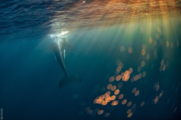 Orca