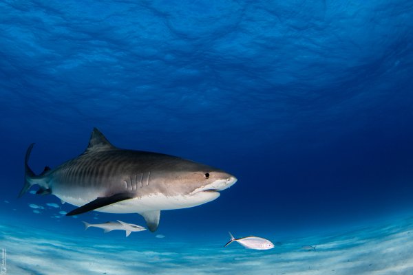 Tiger Shark