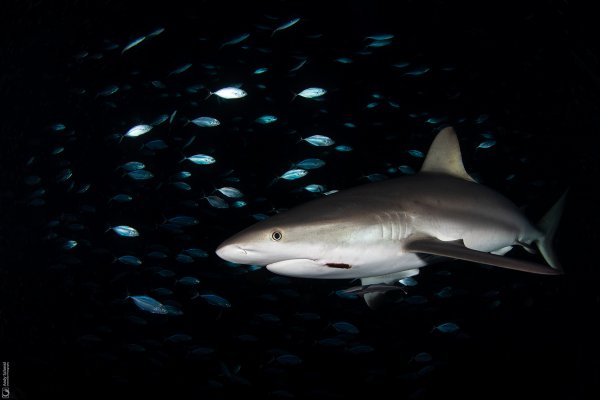 Caribbean Reef Sharks