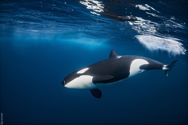 Orca