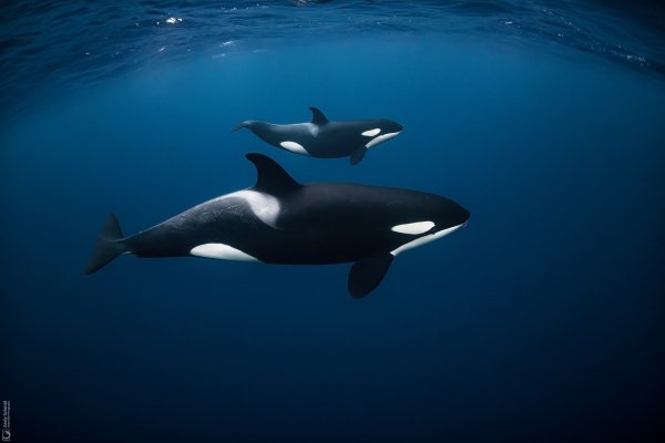 Orcas