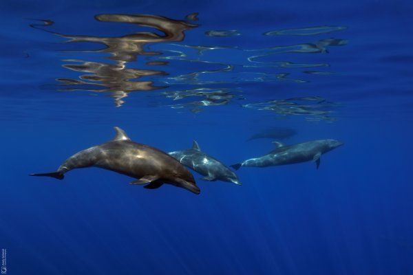 Bottlenose Dolphins