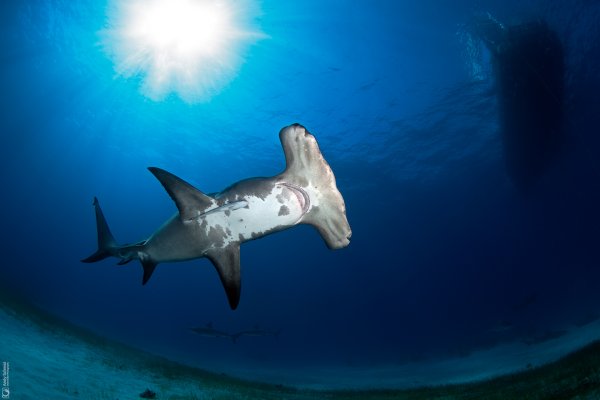 Great Hammerhead Shark