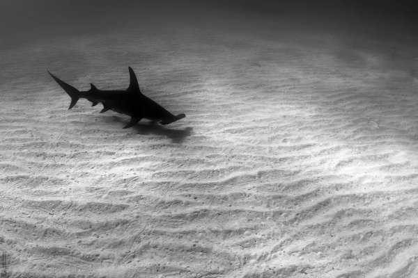 Great Hammerhead Shark