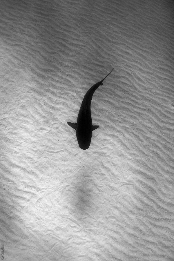 Tiger Shark