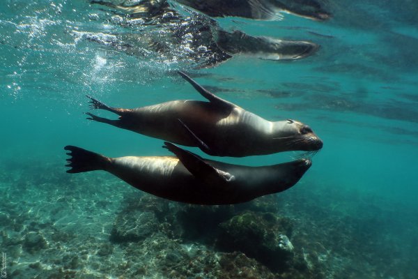 Galapagos Seal Lions