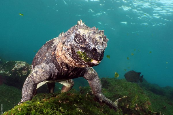 Marine Iguana