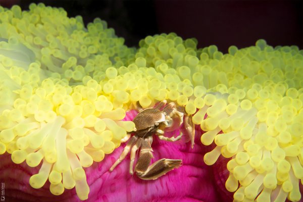 Spotted Porcelain Crab