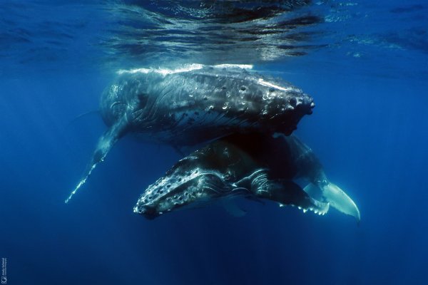 Humpback Whales