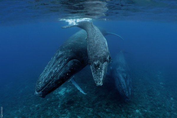 Humpback Whales