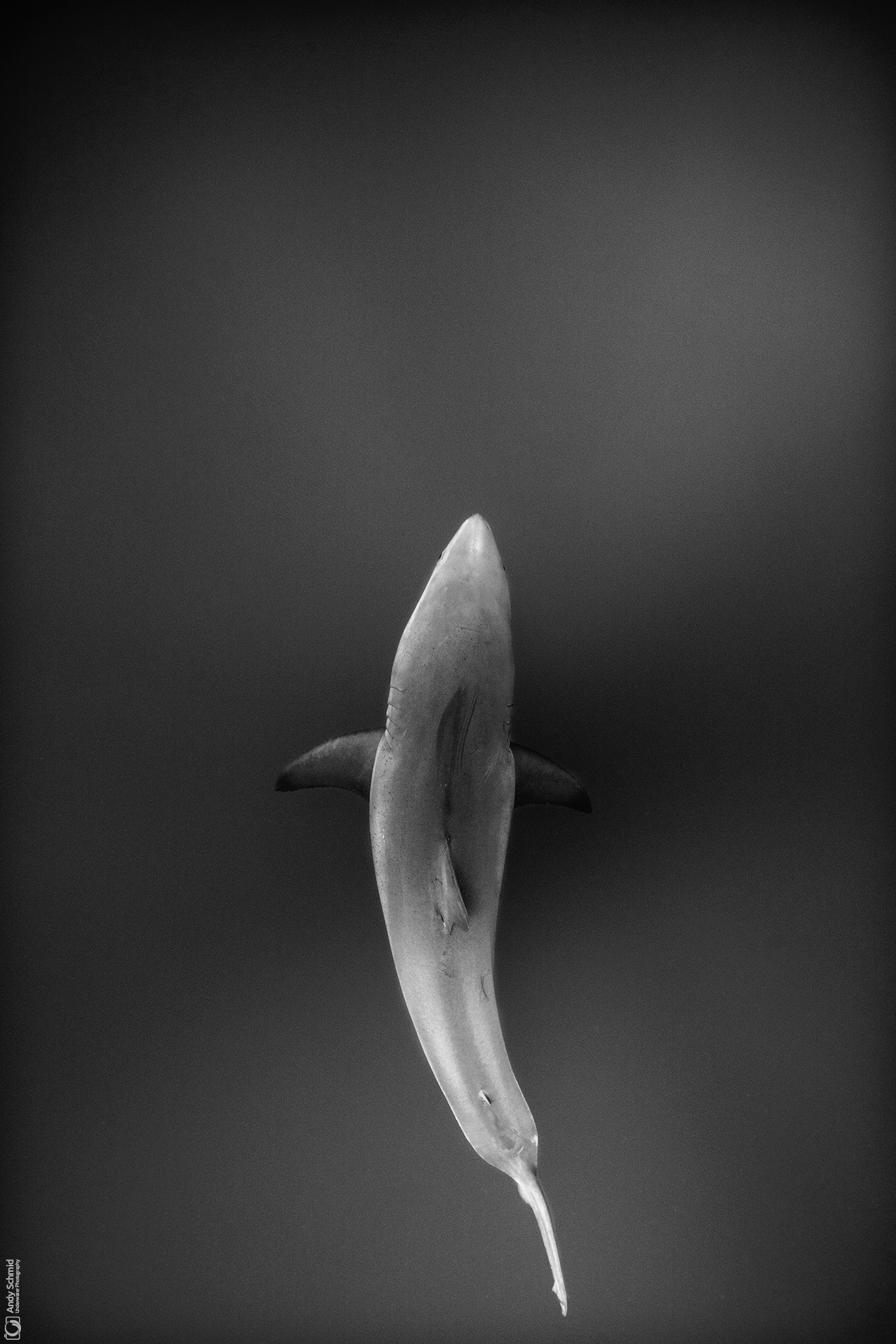 Great White Shades of Grey