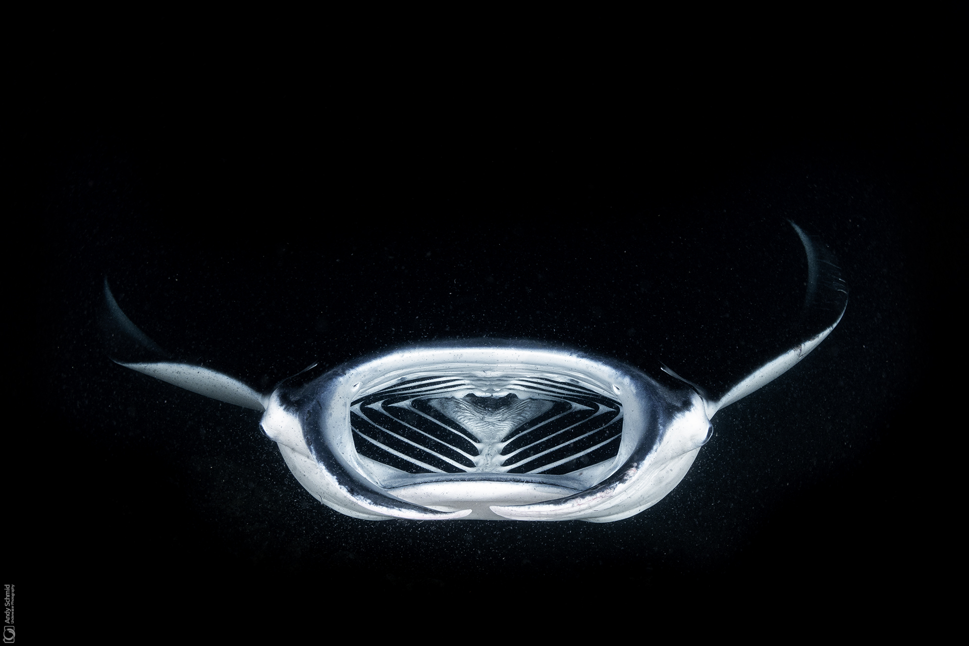 Night Manta