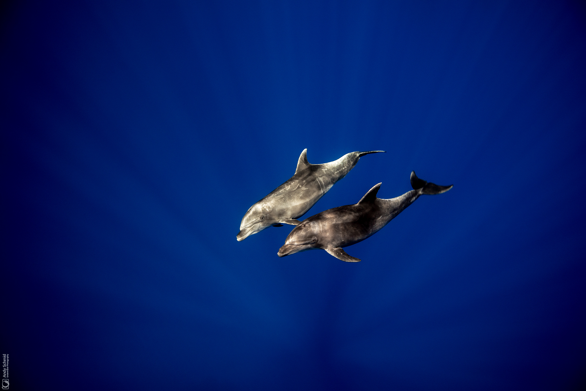 Bottlenose Duo