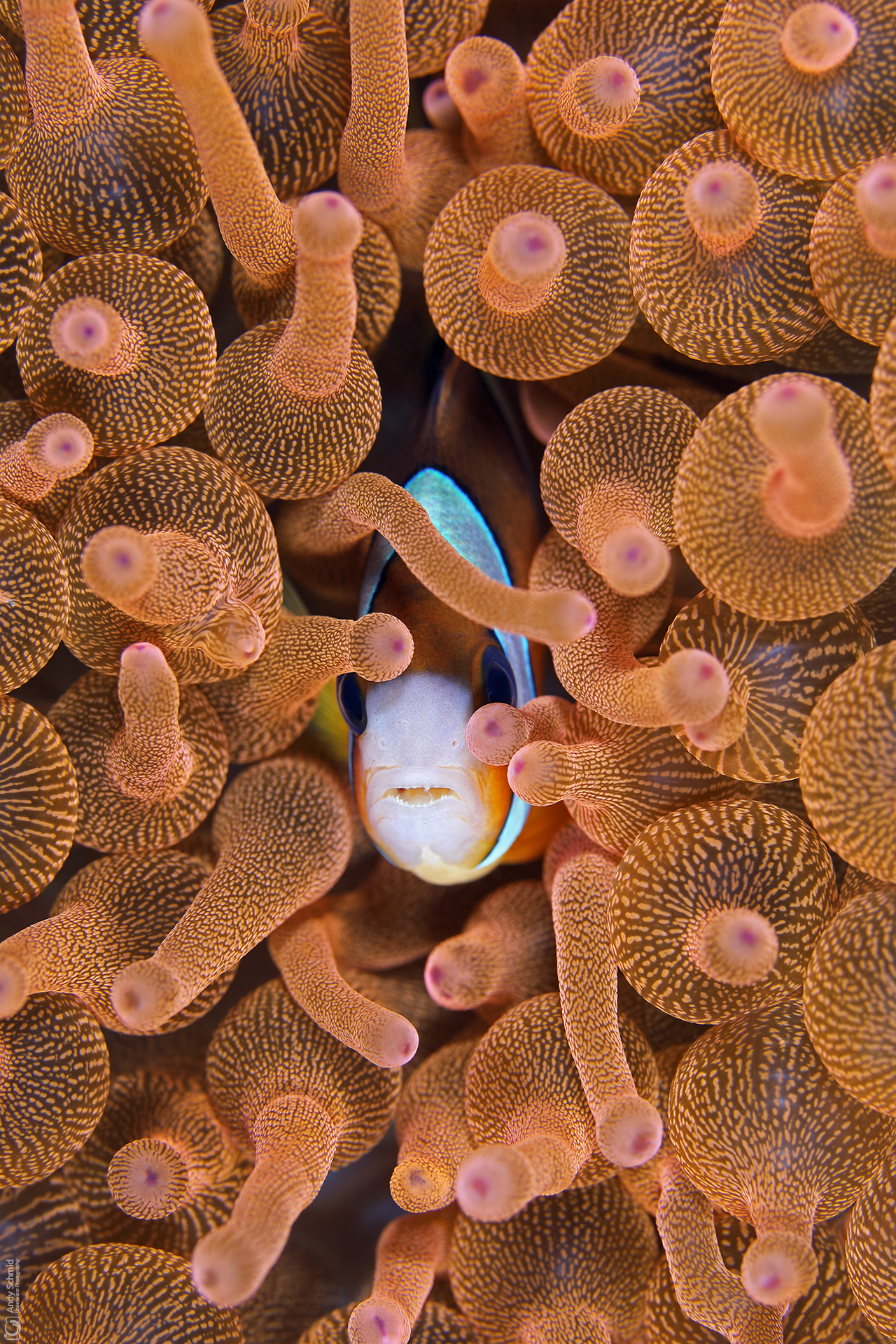 Nestled